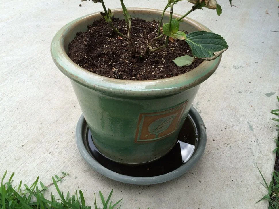 mosquitos around a plant