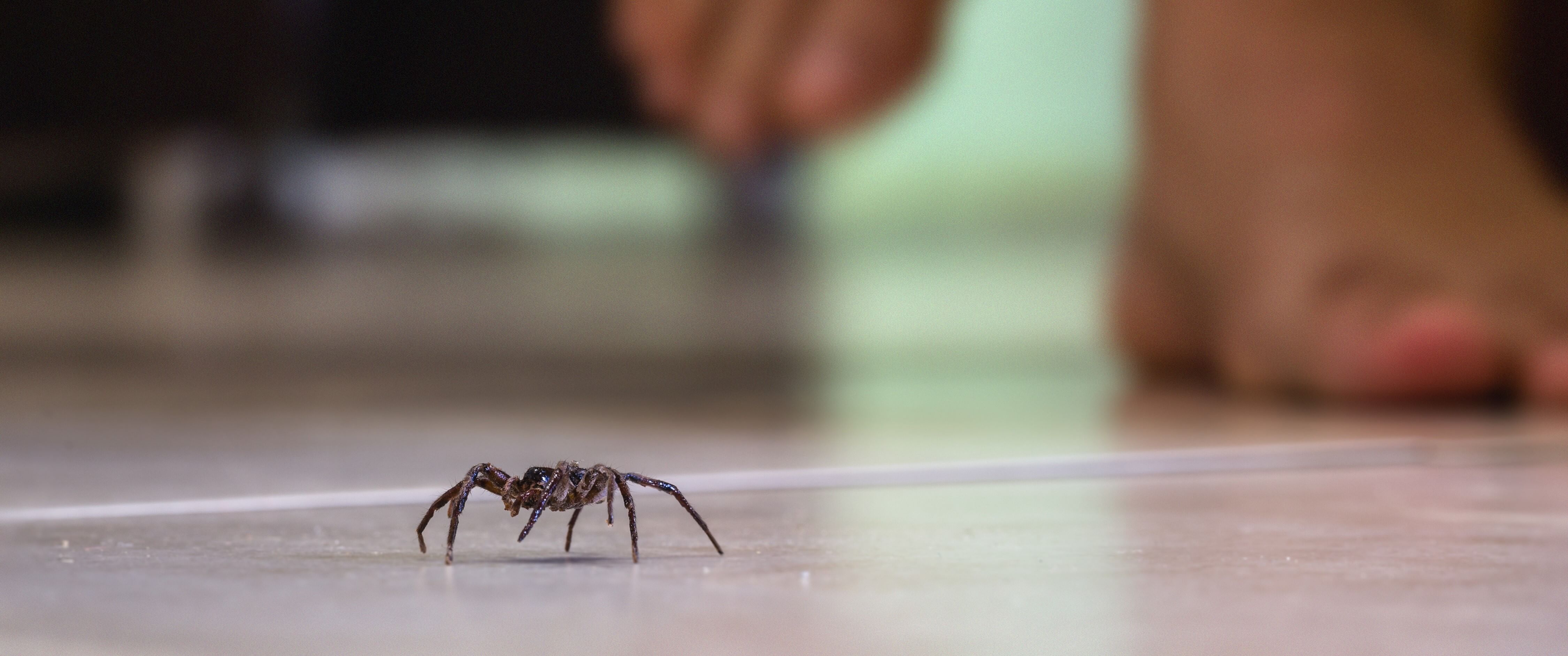 spider on floor