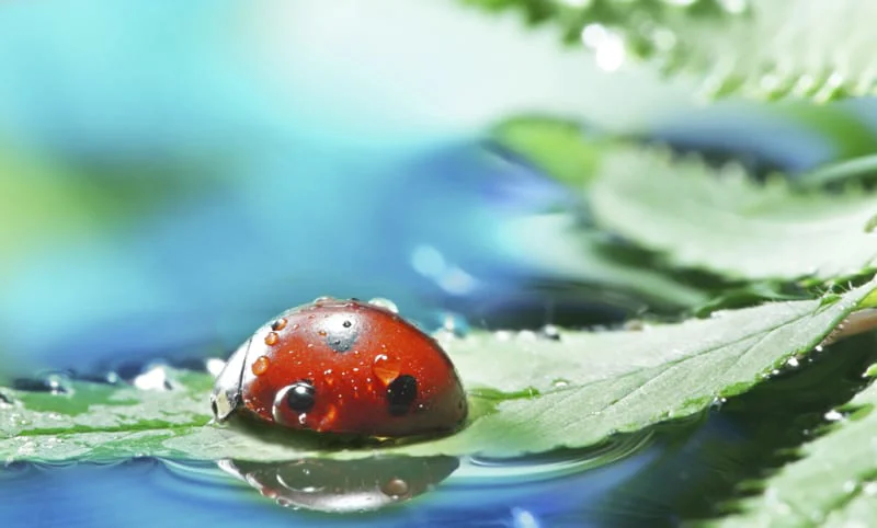 ladybug